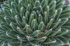 Arizona, Tucson. Tucson Botanical Garden, Queen Victoria Agave Art Print